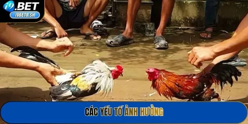 Các yếu tố ảnh hưởng