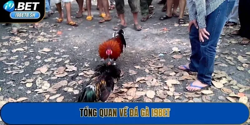 Tổng quan về đá gà i9bet
